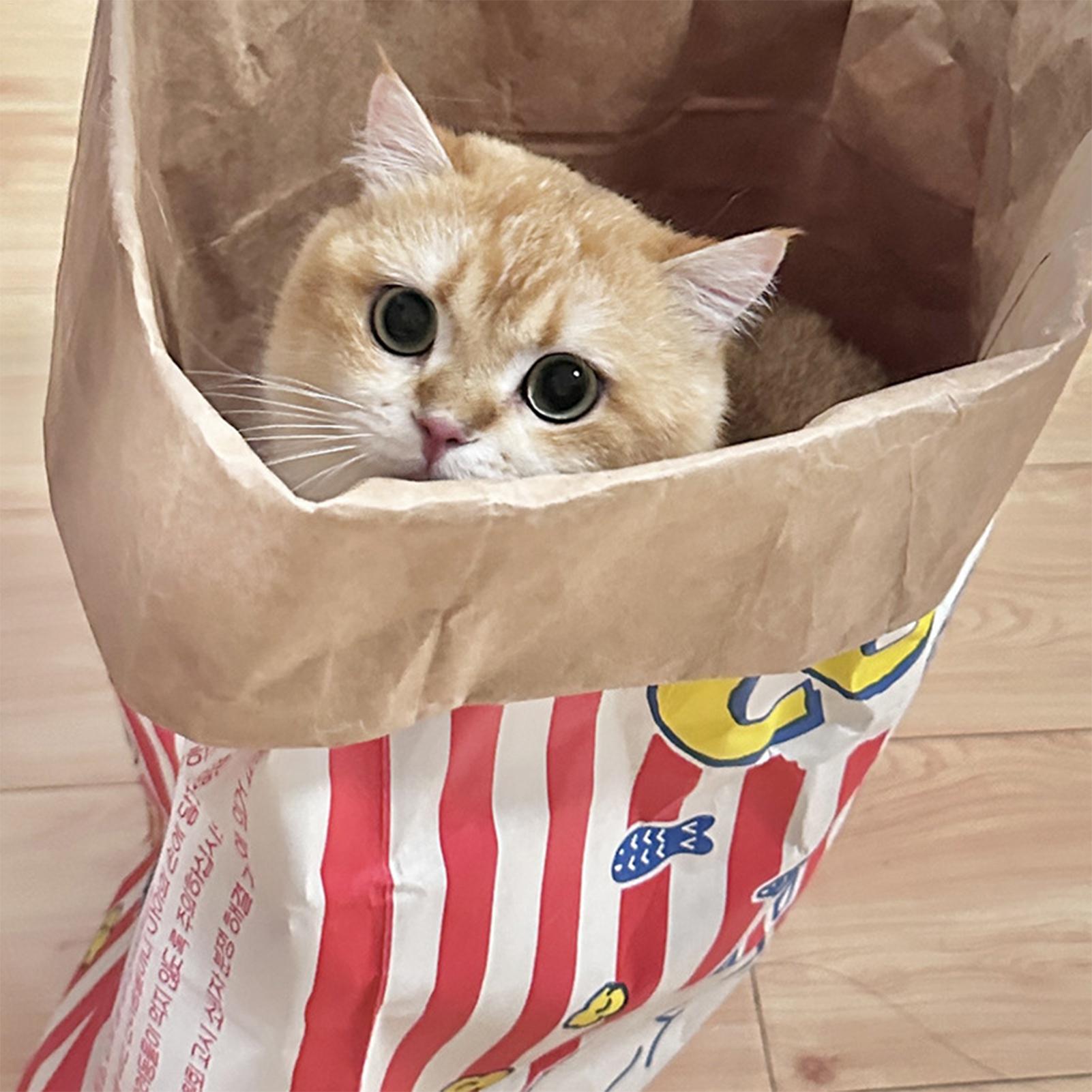 Crinkle Cat Bag Foldable Inter - đánh giá và giá Furniture Hardware For Bed
